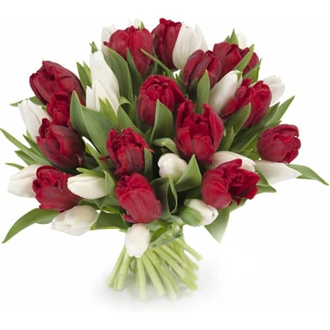 Rode en Witte Tulpen