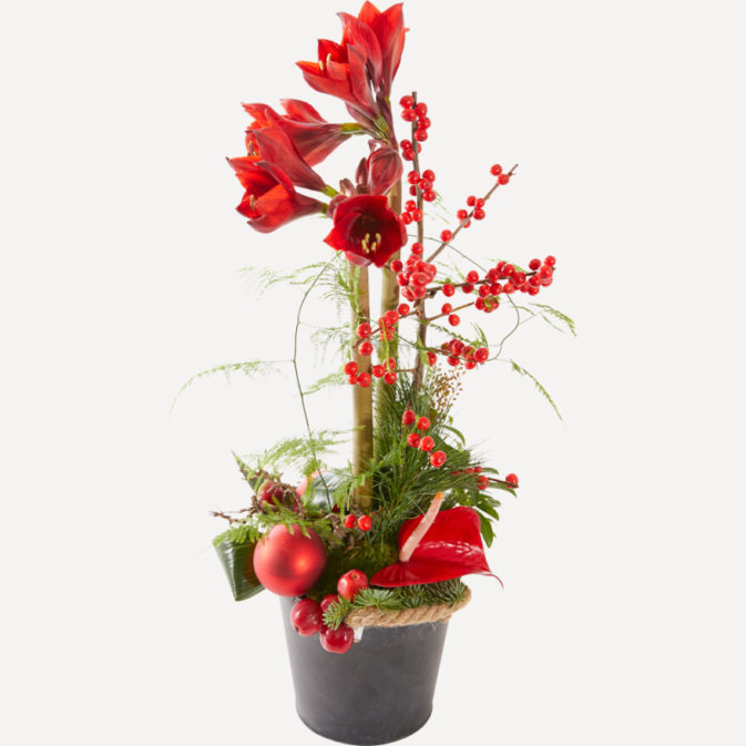 Amaryllis kerststuk