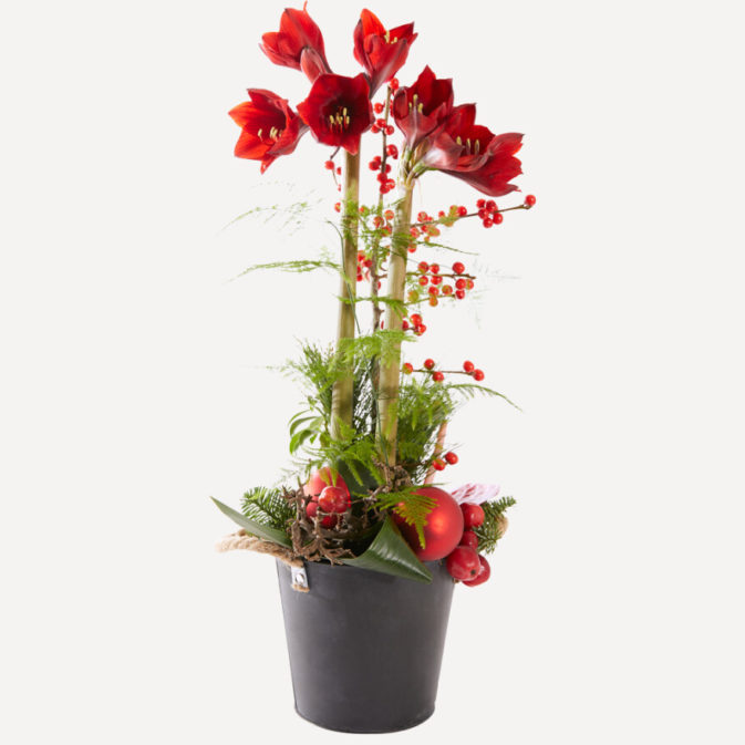 Amaryllis kerststuk vooraanzicht