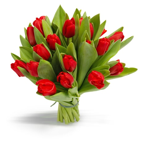 ze hek spek Rode Tulpen - Bloemen Bezorgen Rotterdam